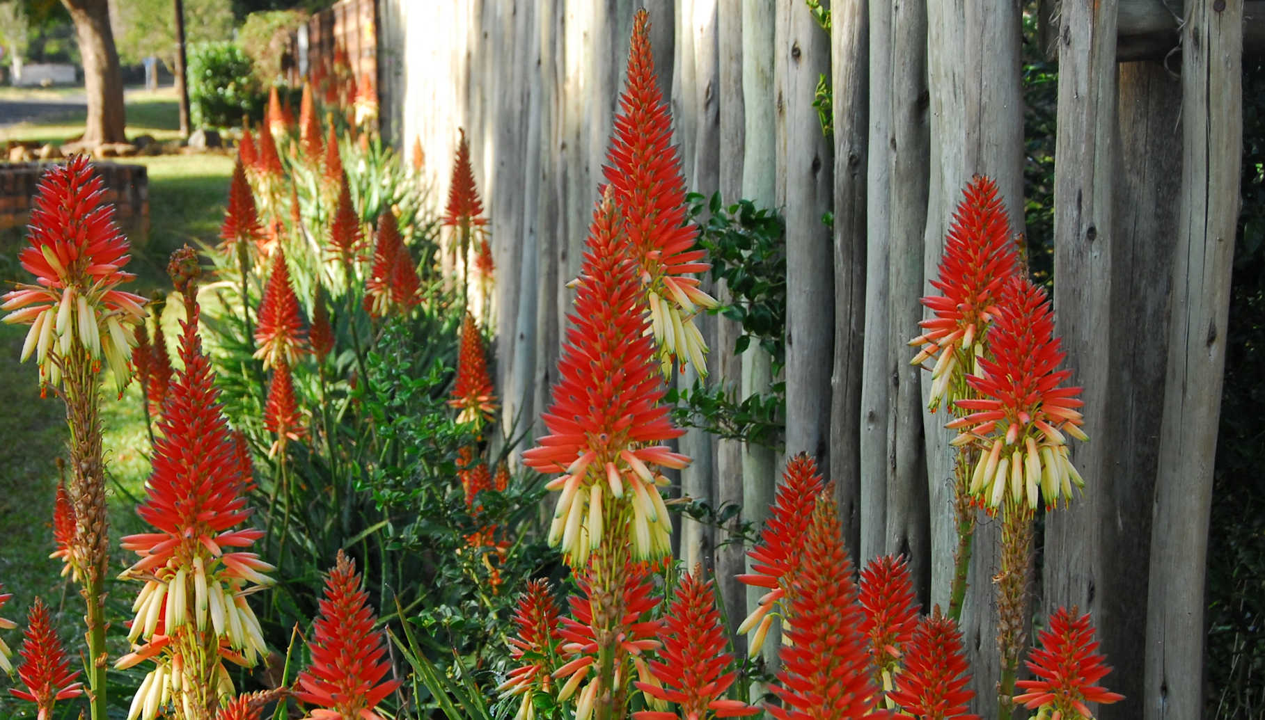 Aloes in bloom along a wooden fence